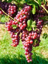 Grapes Scarlet Seedless